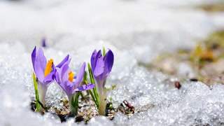 Will a cold snap damage your early spring flowers?