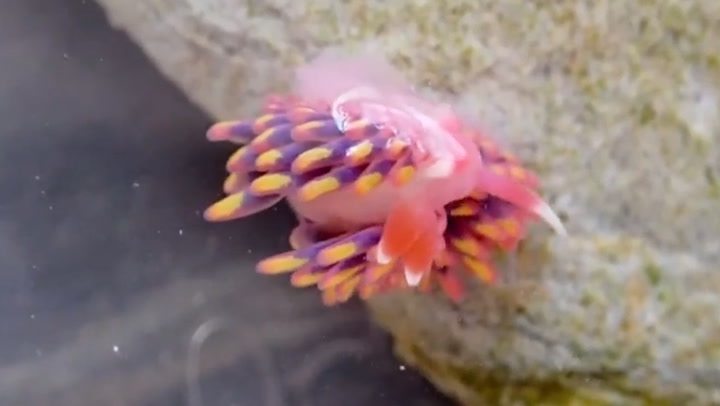 Rare rainbow sea slug found in Cornwall rock pool