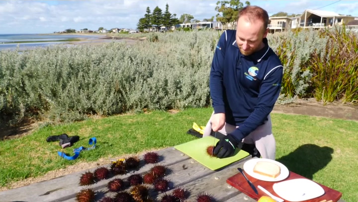 Divers urged to feast on fast spreading sea urchins in Australia