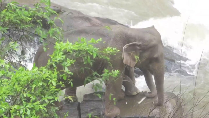 Seis elefantes salvajes mueren ahogados al resbalar en una cascada en Tailandia. Fuente: AFP