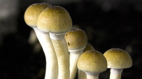 Magic mushroom compound psilocybin found safe for consumption in largest  ever controlled study | The Independent | The Independent