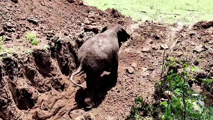 Baby elephant rescued with JCB digger after getting trapped in abandoned well