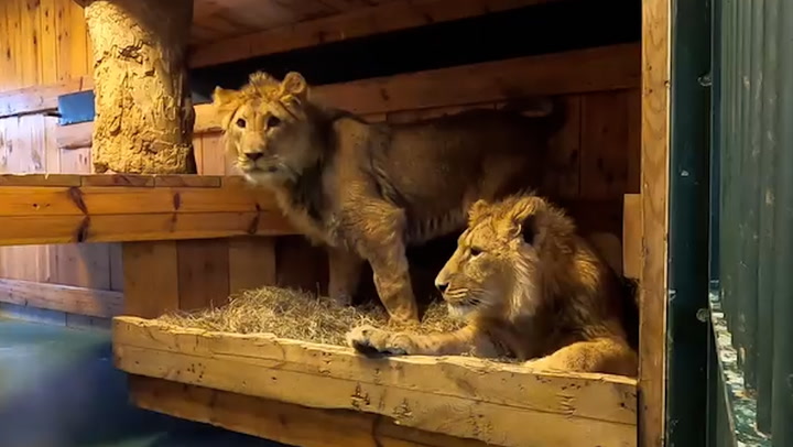 Lions rescued from Ukraine start new lives in South Africa