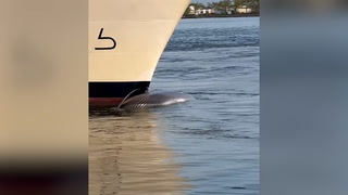 ‘Mystery’ whale carcass measuring 44ft seen on bow of cruise ship