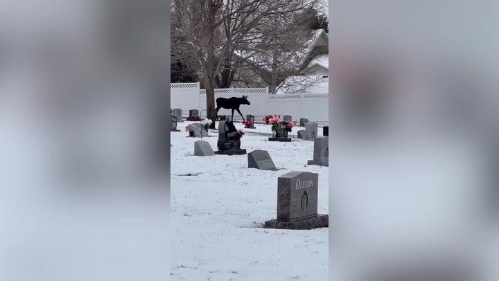 Loose moose filmed wandering in Utah cemetery