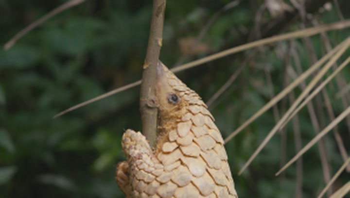 Everything You Ever Wanted to Know About Pangolins