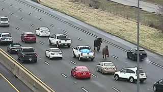 Watch moment escaped police horses gallop down Ohio highway