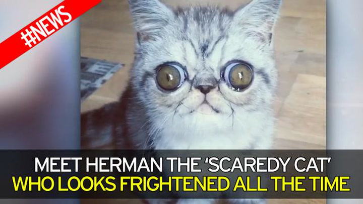 Herman the Scaredy Cat, A Sweet Kitten Whose Giant Eyes Give Him a