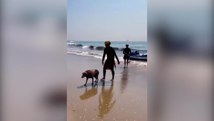 Lifeguard rescues dog who swam 600 yards from shore