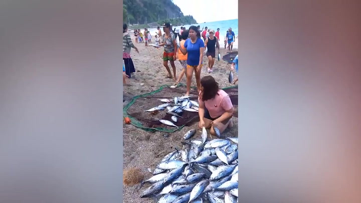 Locals collect hundreds of beached skipjack tuna from shore