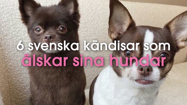 6 svenska kändisar som älskar sina hundar