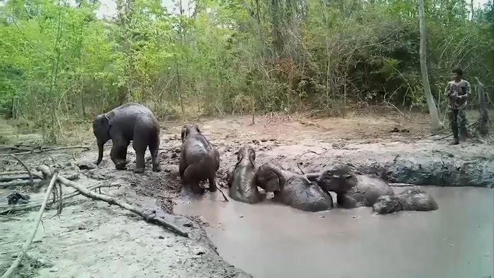 Six baby elephants stuck in muddy pit rescued by Thailand park rangers | The Independent | The Independent