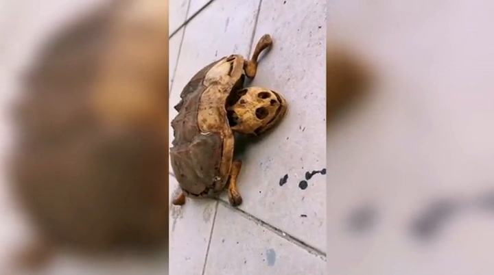 Volvió a su habitación tras la cuarentena y encontró a su tortuga momificada
