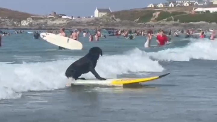 Dog surfs 'like a pro' on Cornwall Beach