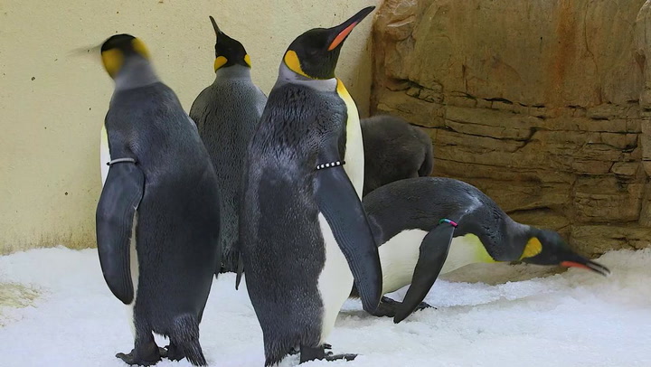 World's oldest zoo welcomes king penguin twin chicks for the first time