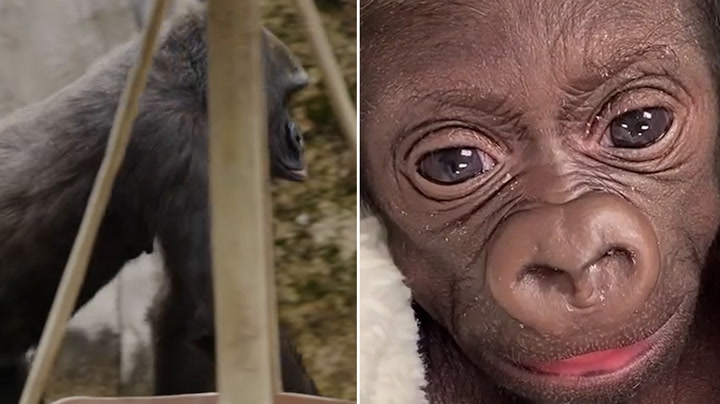 Monkey is ‘doing very well’ following her caesarean delivery with endangered preterm baby