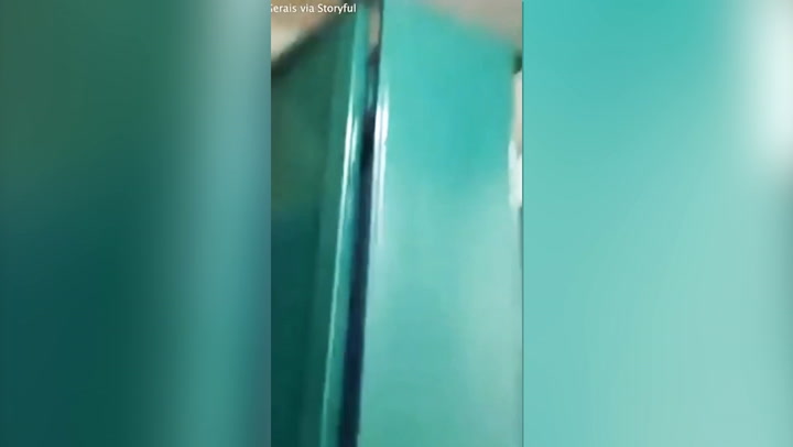 Niño de 9 años encuentra un puma en el baño de su colegio en Brasil
