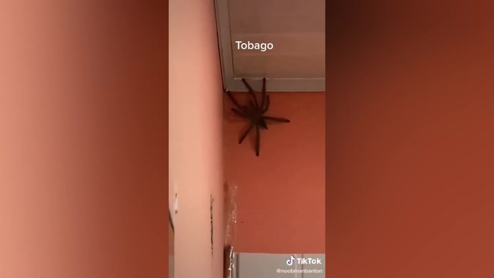 Spider ‘size of a dog’ scales living room wall