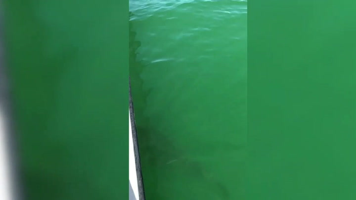 El terrorífico momento en el que una criatura gigante devora un tiburón