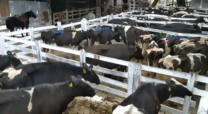 Las vacas lecheras que mandaron tamberos a Liniers