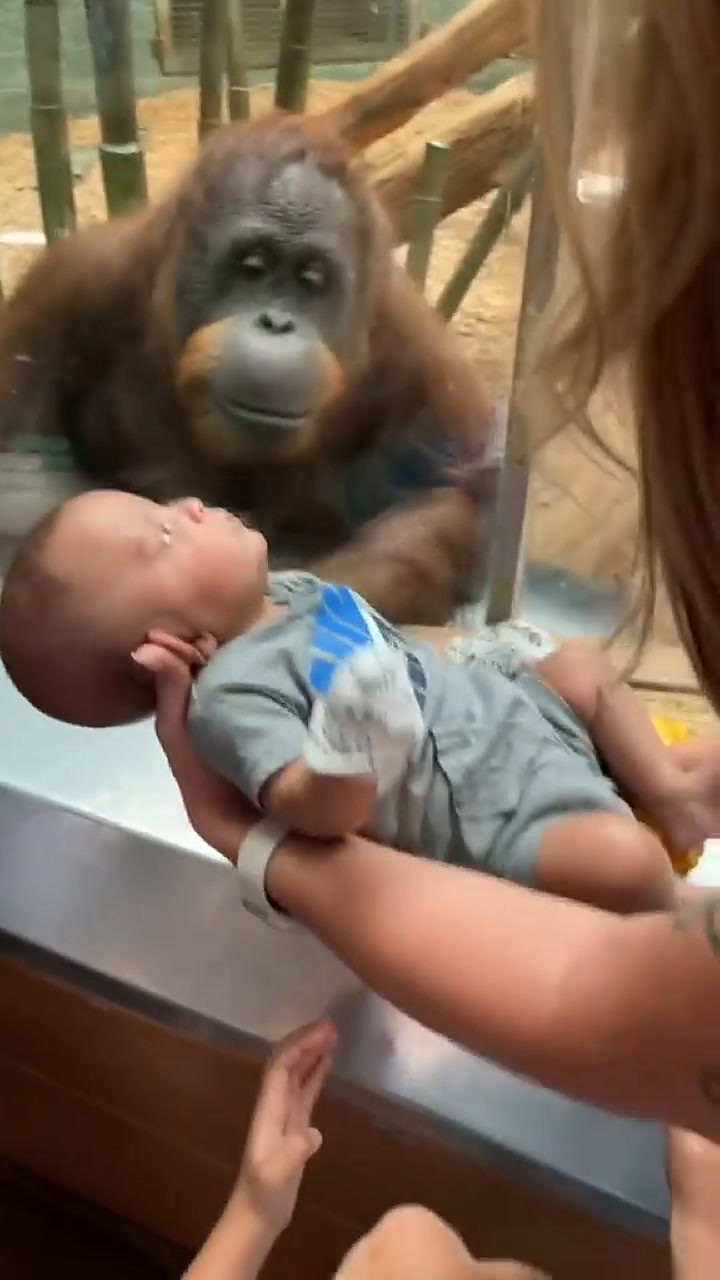 Un orangután hizo un extraño pedido en un zoológico de EE.UU.