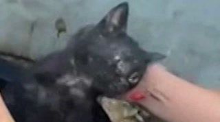 Un gatito fue rescatado después de pasar 3 días en una tubería
