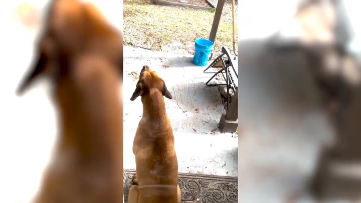 Este perro imita con su aullido las sirenas de la policía