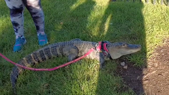 Baseball fan turns up to stadium with ‘emotional support alligator’