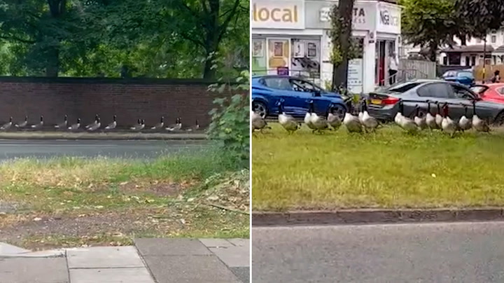 Gaggle of lost geese waddle near speeding traffic in Birmingham