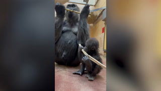 Teething baby gorilla copies mother by chewing on bamboo stick