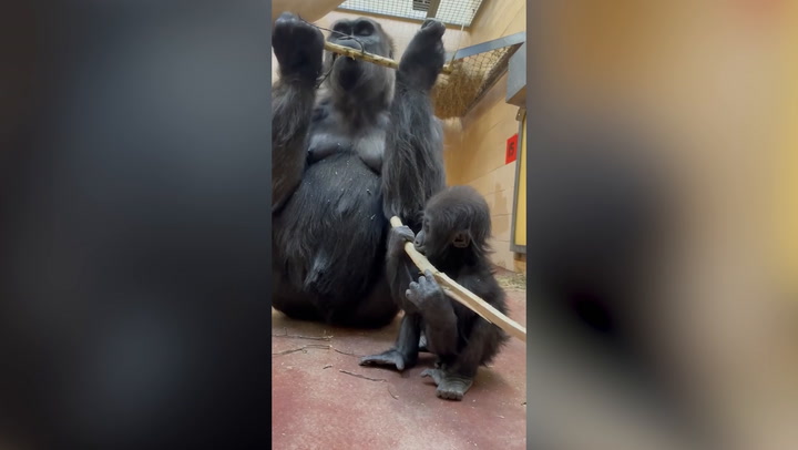 Teething child gorilla copies mom by chewing on bamboo stick | Life-style