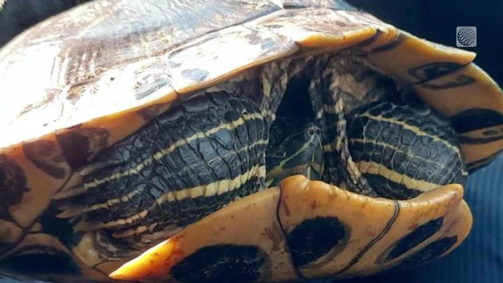 TURTLE LOVERS RESCUE REPTILE TRAPPED ON FROZEN POND