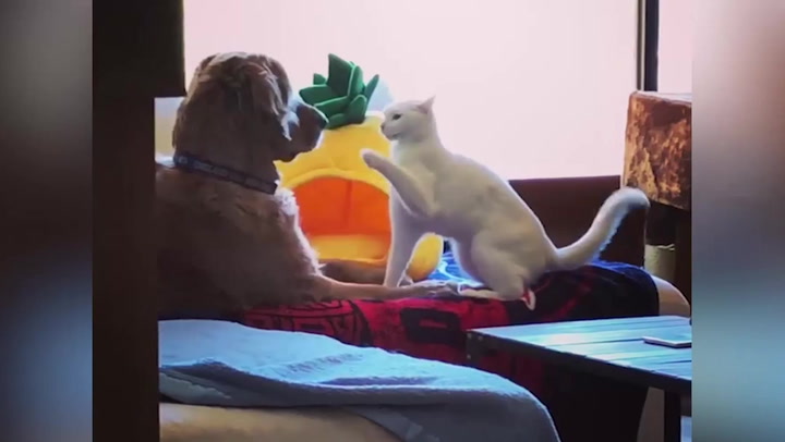 Scrappy cat and dog captivate internet with adorable friendship