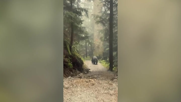 Huge black bear stalks group of friends along hiking trail