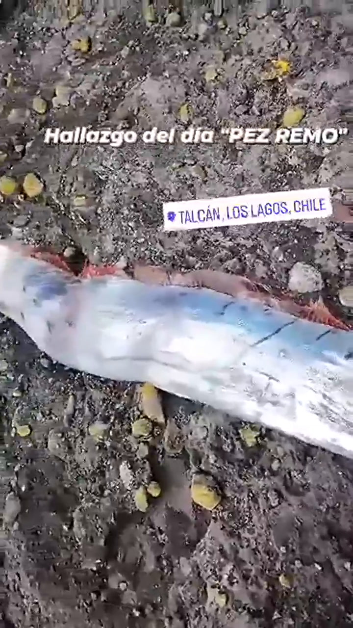 El pez remo que encontraron en Chile