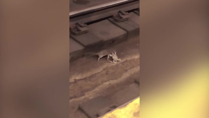 Subway rat carries a whole crab through New York station