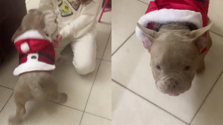 Puppy dressed as Santa Claus appears to say 'ho ho'