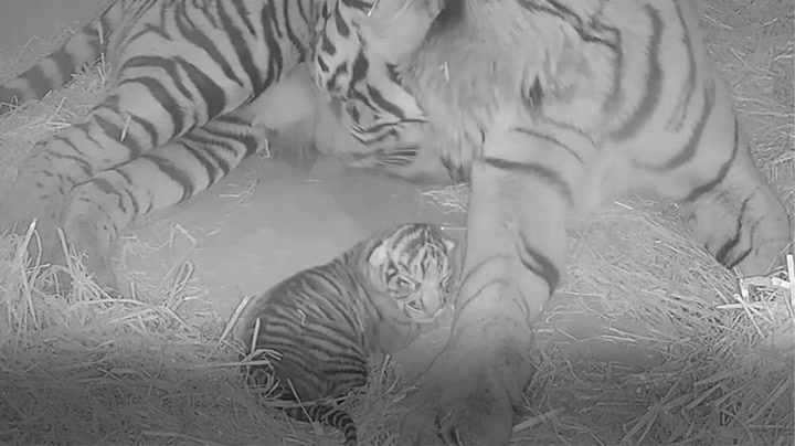 World's rarest tiger cub born at London Zoo