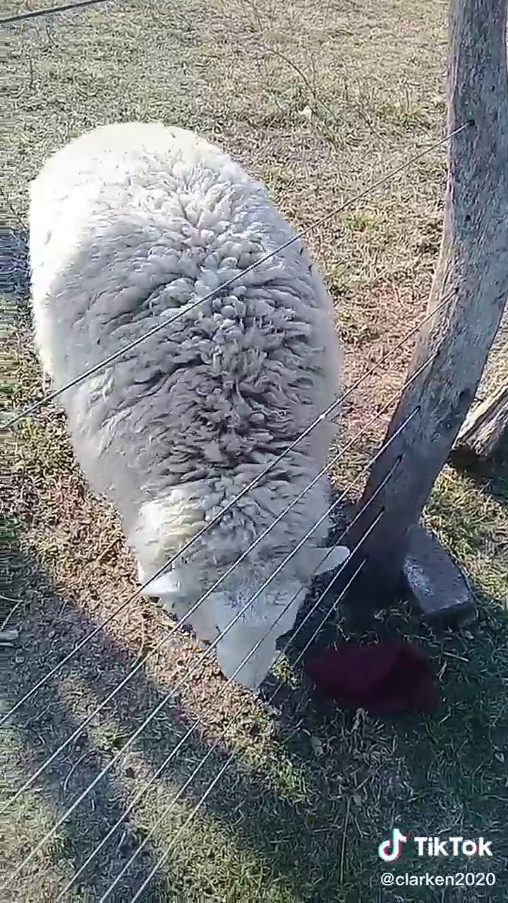 El video viral de una oveja que responde al nombre Oscar