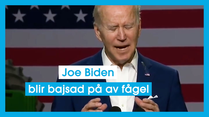 Joe Biden blir bajsad på av fågel