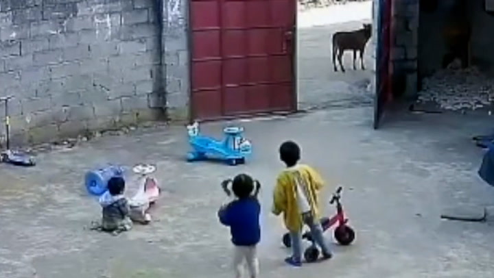 Six-year-old boy protects younger sisters from intruding calf in south China