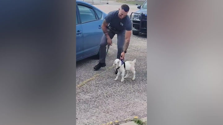 Police department tests out goat as new drug-sniffing recruit