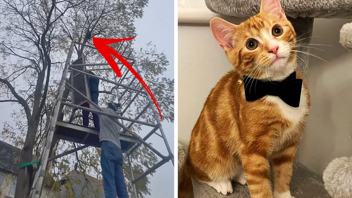 Owner builds scaffolding to rescue kitten stuck up tree for two days