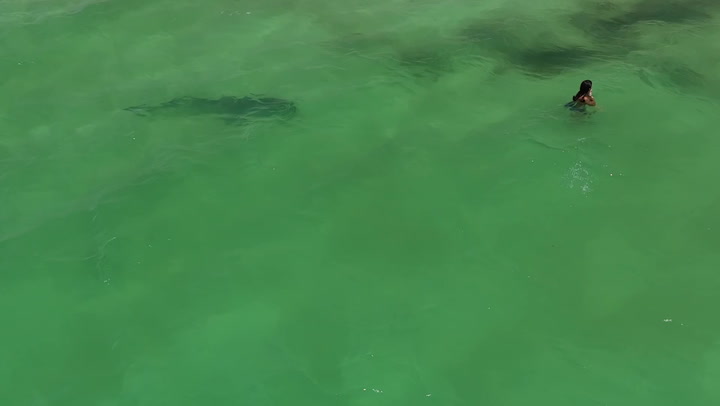 Tiger shark filmed weaving through clueless swimmers at Perth beach