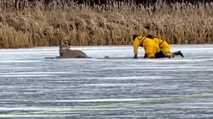 Firefighters brave thin ice to save deer stuck on lake