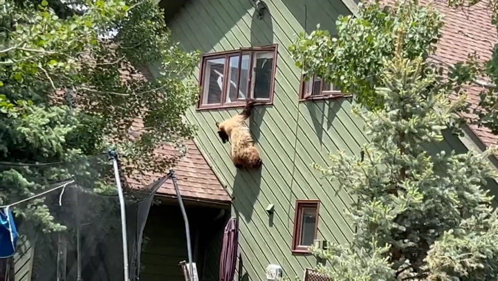 'Curious' bear breaks into home by climbing through window