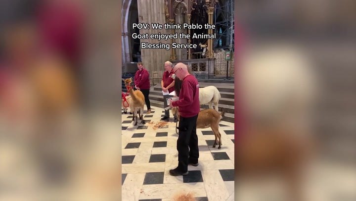 Goat sings in Worcester cathedral Goat sings in Worcester cathedral during animal blessing service