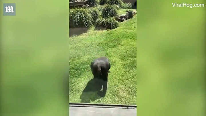 Un gorila intenta ayudar a un pájaro herido