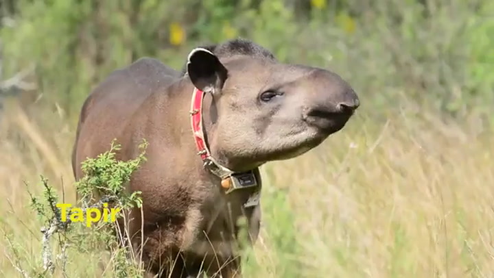Yaguares, tapires y osos hormigueros: así es el nuevo Parque Nacional Iberá