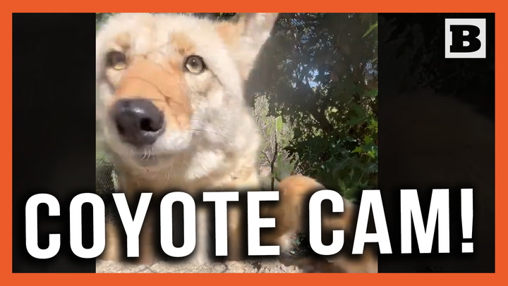 No Paw-perazzi! Coyote Knocks Over Camera at Fort Worth Zoo
